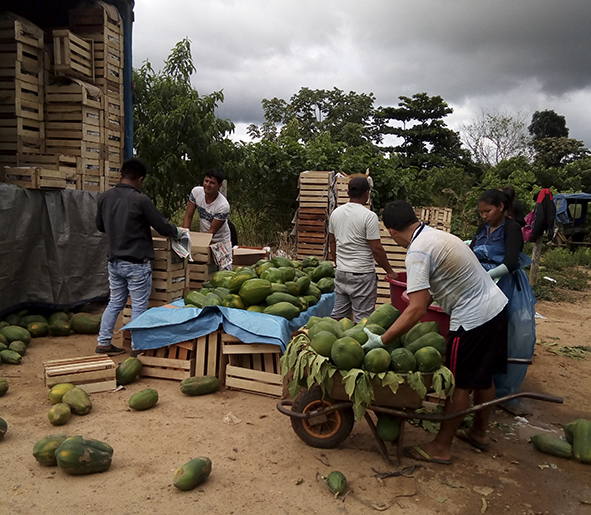 Empaquetado de papaya para transporte por la carretera Interoceánica.