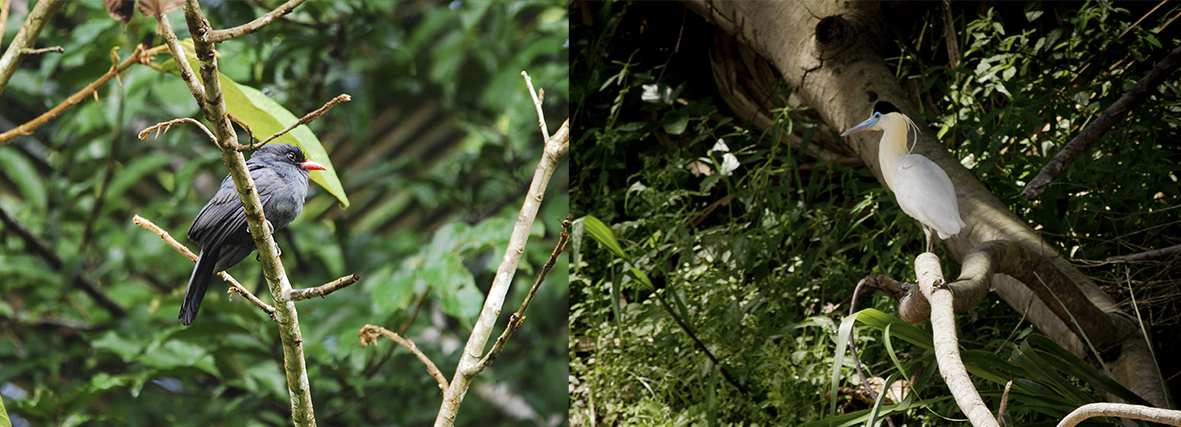 Peru birdwatching