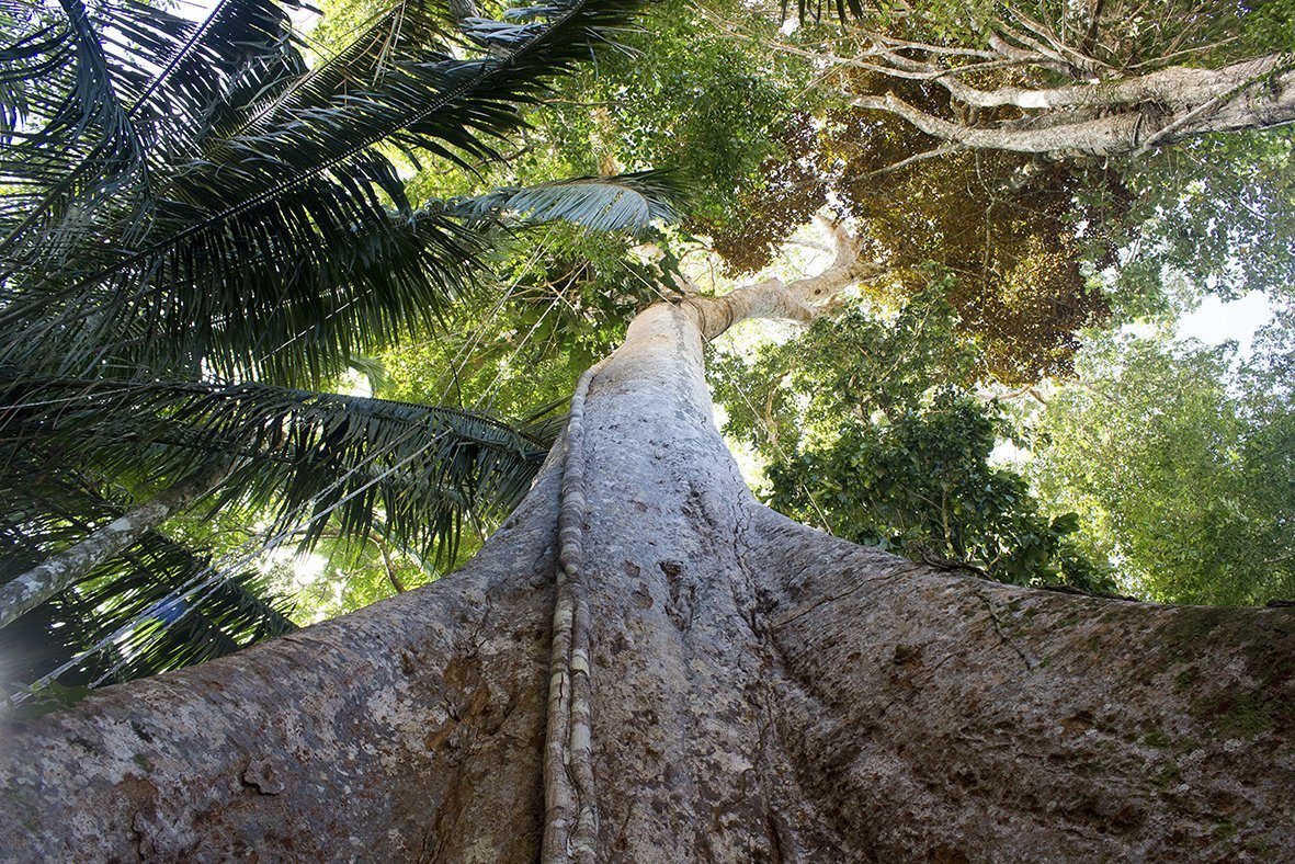 Tronco de árbol a mitad del bosque visto desde abajo, protege la flora con Arbio