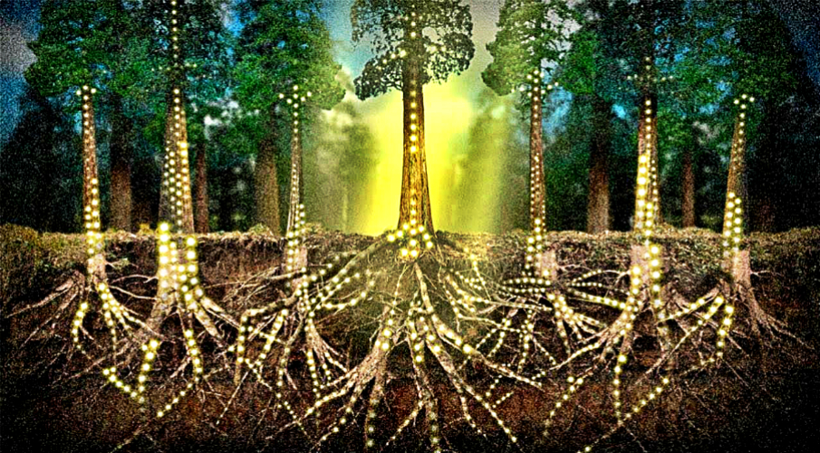 Redes de raices de árboles, protege el bosque con Arbio Perú