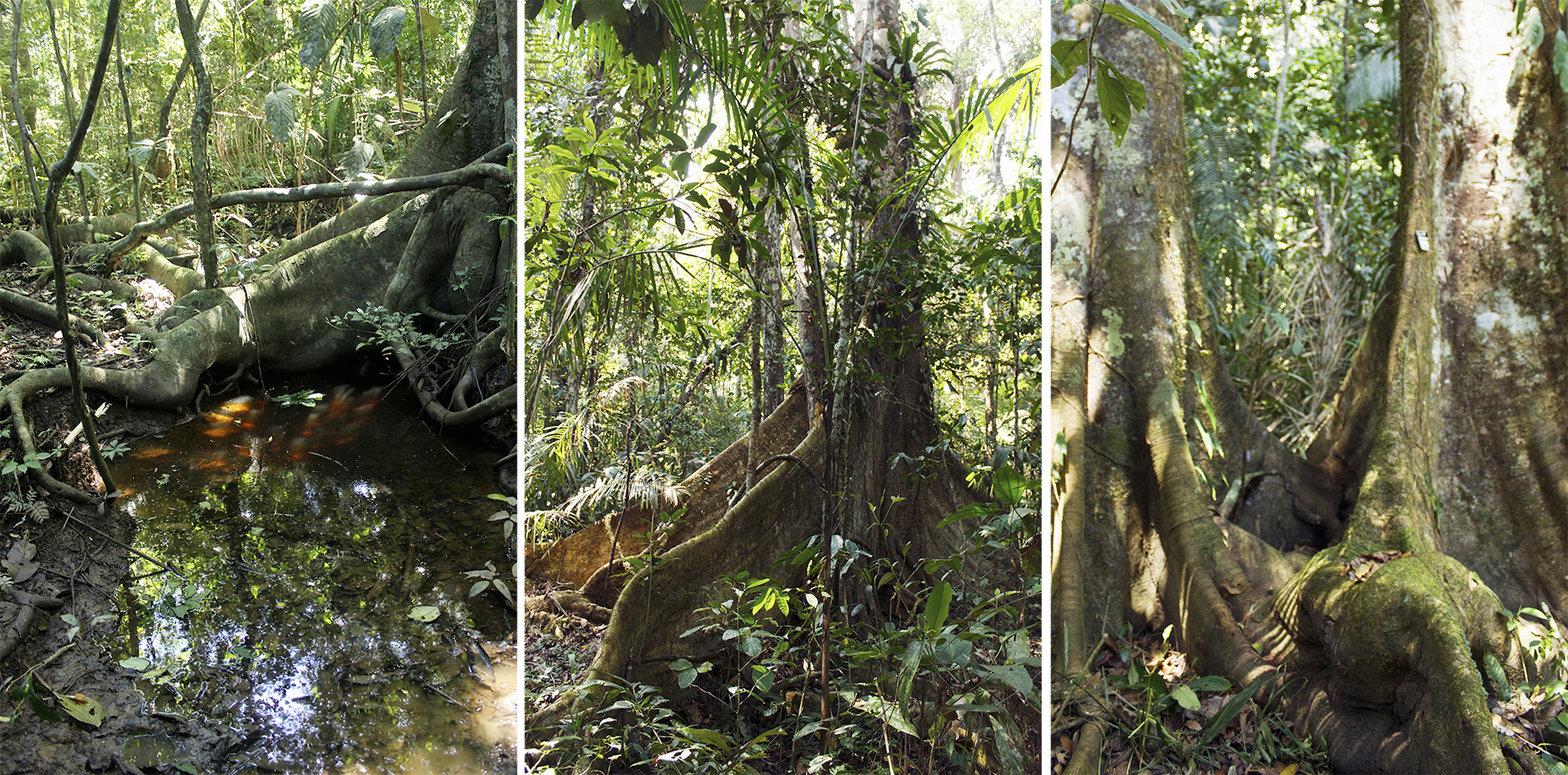 Conexión entre árboles, protege la flora con Arbio Perú