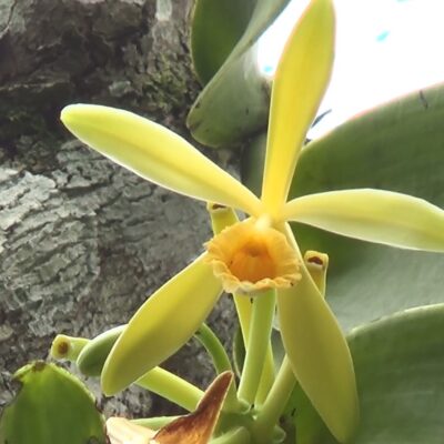 Flor de Vainilla pompona, protege la flora con Arbio Perú