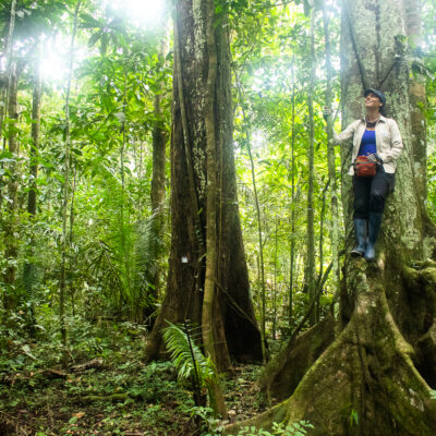 Guardabosque en medio del bosque subido en un árbol