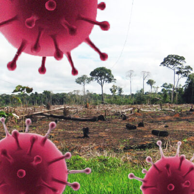 Grupo de árboles talados, protege el bosque con Arbio Perú