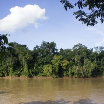 Río al pie del bosque amazónico