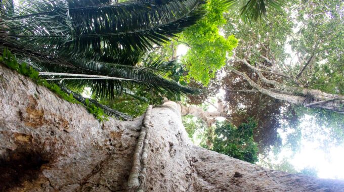 Protege el árbol Shihuahuaco con Arbio Perú