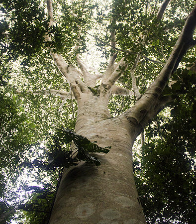 Oje Ficus insipida, adopta un árbol en Arbio Perú