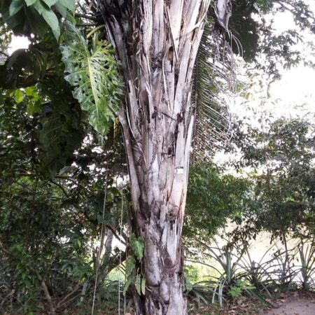 Planta en medio del bosque, protegiendo la flora con Arbio Perú