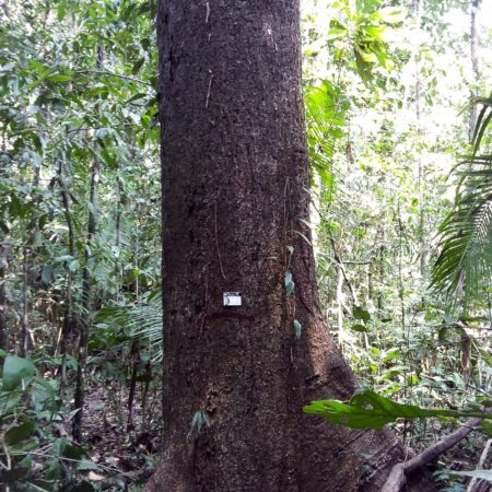 Árbol en medio del bosque, protege el bosque con Arbio Perú