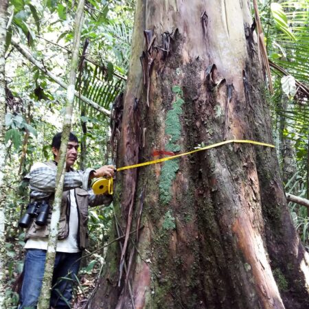 Capirona Calycophyllum spruceanum, adopta un árbol con Arbio Perú y protege la flora