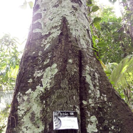 Carahuasca Guatteria sp, adopta un árbol con Arbio Perú y protege la flora