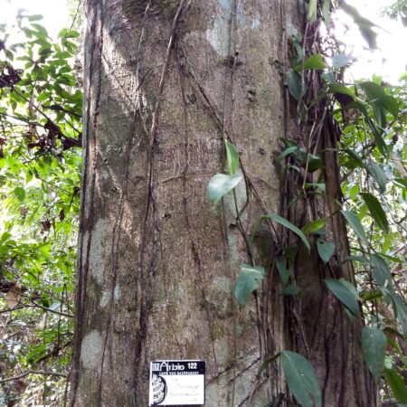 Palo guacamayo Barnebydendron, adopta un árbol en Arbio Perú