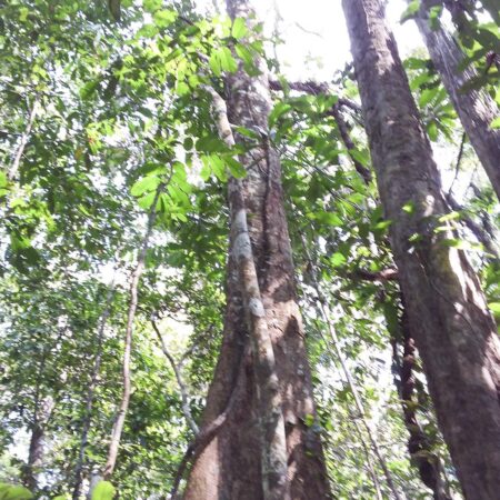 Huayruro Ormosia coccinea, adopta un árbol con Arbio Perú y protege la flora