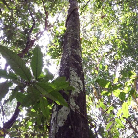 Misa blanca Sweleyra coriaceae, adopta un árbol con Arbio Perú