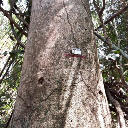 Azucar huayo Hymenaea sp, adopta un árbol con Arbio Perú y protege la flora