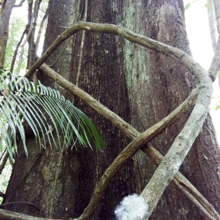 Huimba Pachira insignis, adopta un árbol con Arbio Perú y protege la flora