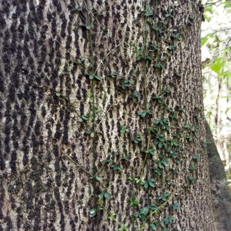 Copaiba Copaifera paupera, adopta un árbol con Arbio Perú y protege la flora