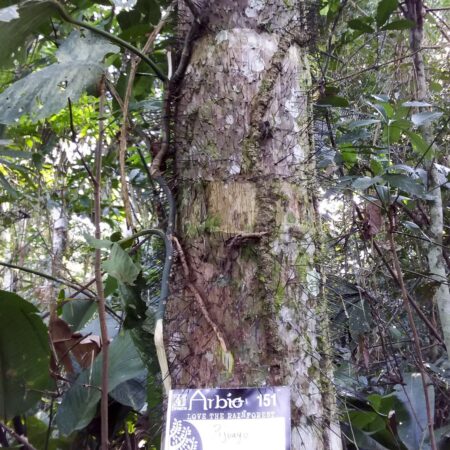 Pijauyo árbol, protege la flora con Arbio Perú