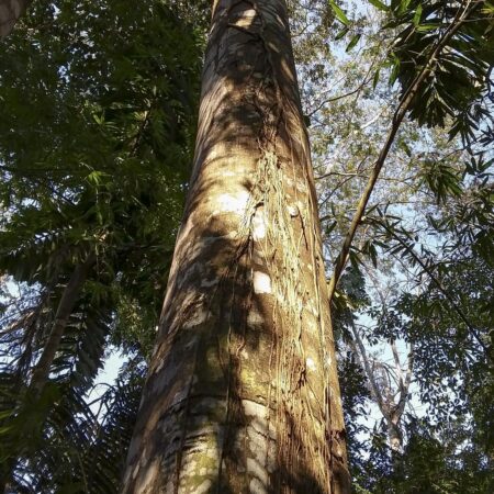 Anonilla Rollinia peruviana, adopta un árbol con Arbio Perú y protege la flora