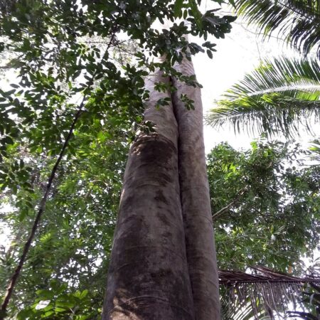 Tronco de arbol visto desde abajo en medio del bosque, protege el bosque con Arbio Perú