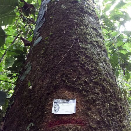 Mashonaste Clarisia racemosa, adopta un árbol con Arbio Perú