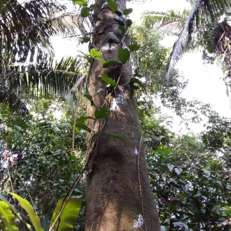 Moena Nectandra, adopta un árbol en Arbio Perú