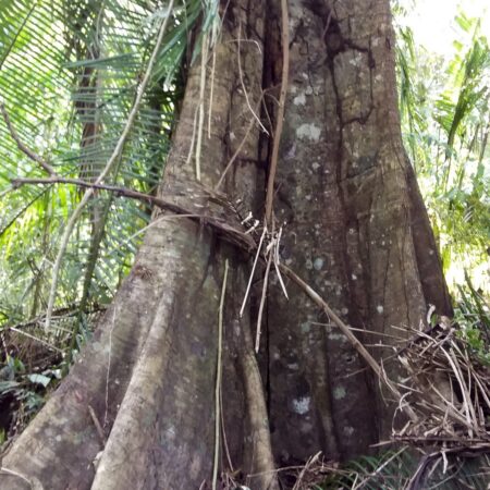 Manchinga Brosimun rubecens, adopta un árbol con Arbio Perú y protege la flora
