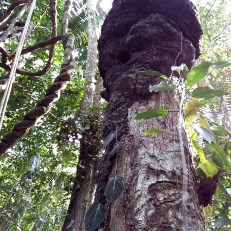 Huacaycha Hyeronima sp, adopta un árbol con Arbio Perú y protege la flora