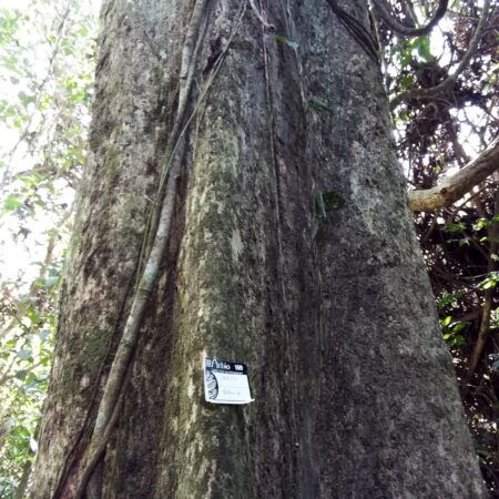 Caimito Pouteria sp, adopta un árbol con Arbio Perú y protege la flora