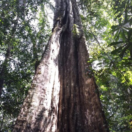 Árbol frondoso grande, protege el bosque con Arbio Perú