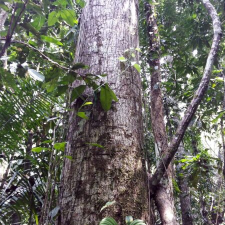 Árbol en pleno del bosque, protege el bosque con Arbio Perú