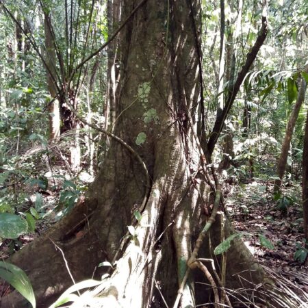 Chimicua Pseudolmedia laevis, adopta un árbol con Arbio Perú y protege la flora