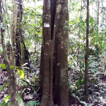 Charichuela Garcinia madruno, adopta un árbol con Arbio Perú y protege la flora