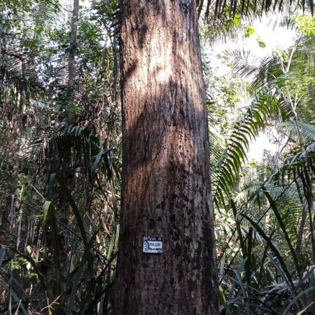 Árbol Tahuari, protege el bosque con Arbio Perú