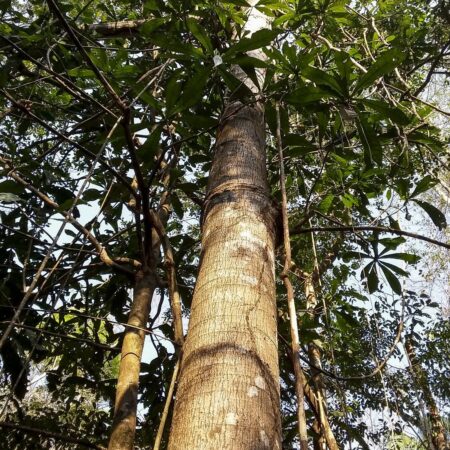 Tronco de árbol a mitad del bosque, protege la flora con Arbio