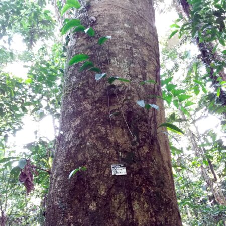 Pashaquillo, árbol en medio del bosque, protege un árbol con Arbio