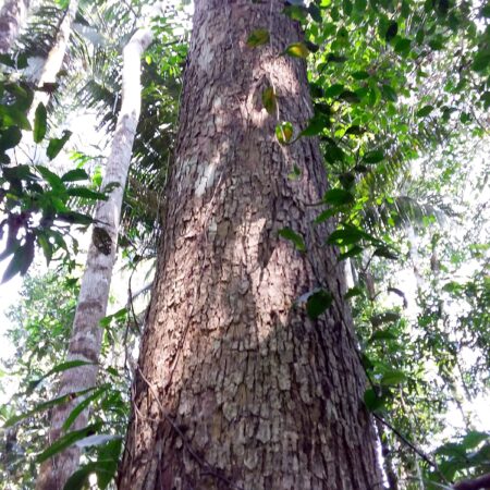 Árbol frondoso, protege el bosque con Arbio Perú