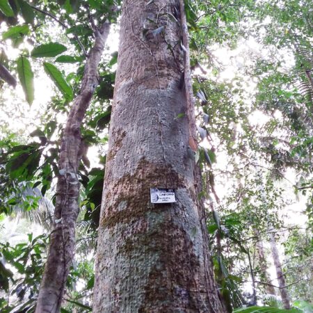 Caucho Castillea ulei, adopta un árbol con Arbio Perú y protege la flora