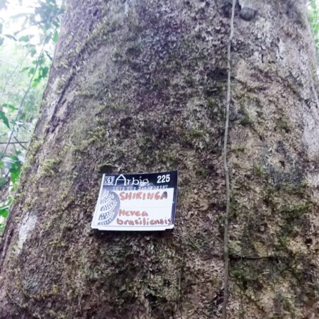 Árbol Shiringa en pleno bosque, protege el bosque con Arbio Perú