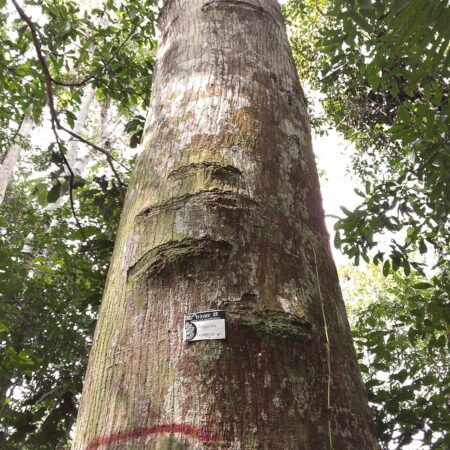 Amasisa Erythrina poepiggiana, adopta un árbol con Arbio Perú y protege la flora