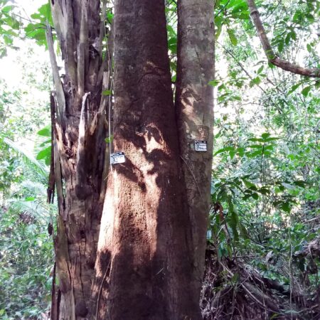 Aceituna caspi Tapirira guianensis, adopta un árbol con Arbio Perú y protege la flora