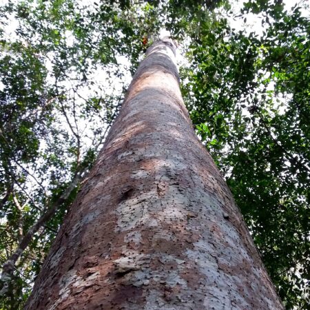 Ishpingo Amburana cearensis, adopta un árbol con Arbio Perú y protege la flora