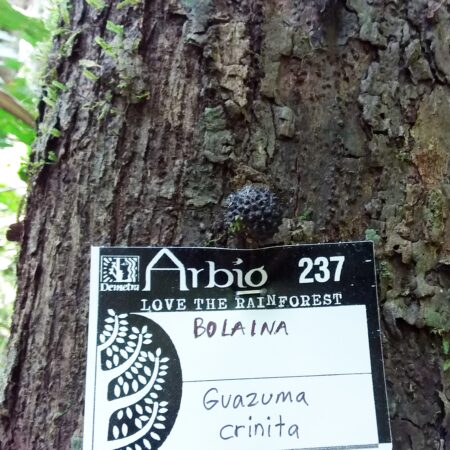 Bolaina Guazuma crinita, adopta un árbol con Arbio Perú y protege la flora