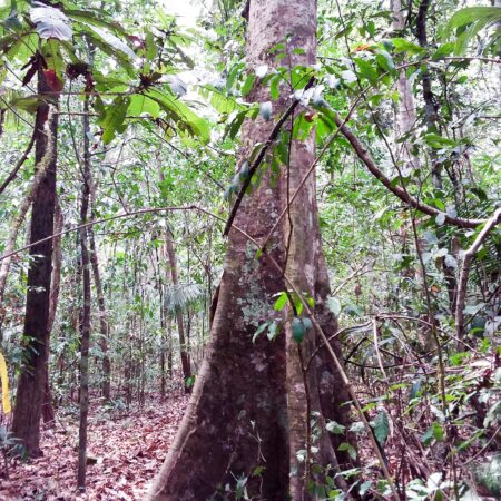 Árbol en medio del bosque, protege la flora con Arbio Perú