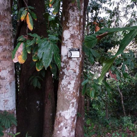 Purma Caspi, protege el bosque con Arbio Perú