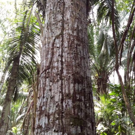 Lupuna Ceiba pentandra, adopta un árbol con Arbio Perú y protege la flora