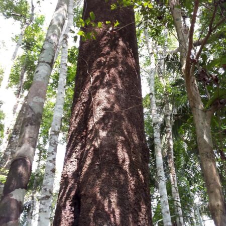 Tronco de árbol a mitad del bosque, protege la flora con Arbio