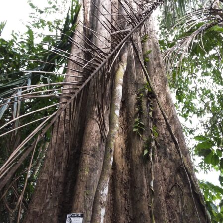 Tronco de árbol a mitad del bosque, protege la flora con Arbio Perú