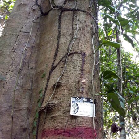 Ajosquiro Gallesia integrifolia, adopta un árbol con Arbio Perú y protege la flora