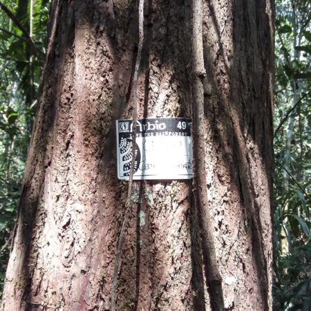 Cedro Cedrela odorata, adopta un árbol con Arbio Perú y protege la flora